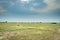 Ugandan kob Kobus kob thomasi fighting and grazing on aÂ  green arid bush veld plain, Uganda